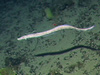 This eel type fish, Synaphobranchus surveying a flat landscape for prey.