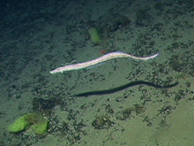 An eel type fish, Synaphobranchus surveying a flat landscape for prey.