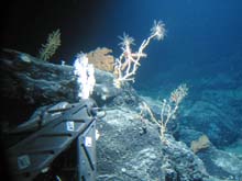 Crinoids, a sea star, an anemone, and octocorals on Kelvin Seamount