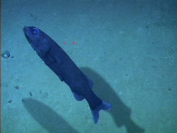 A slickhead at Bear Seamount