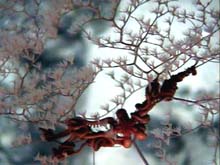 Metallogorgia polyps and an Asteronyx brittle star