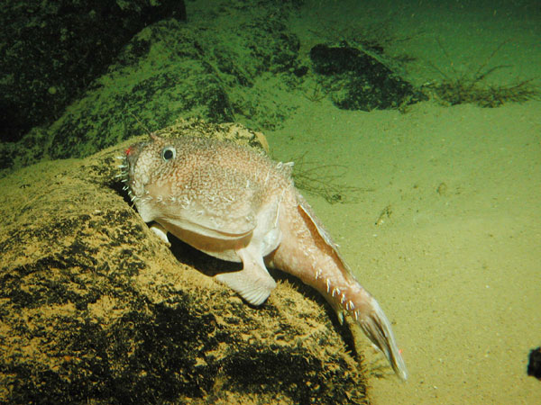 A goosefish