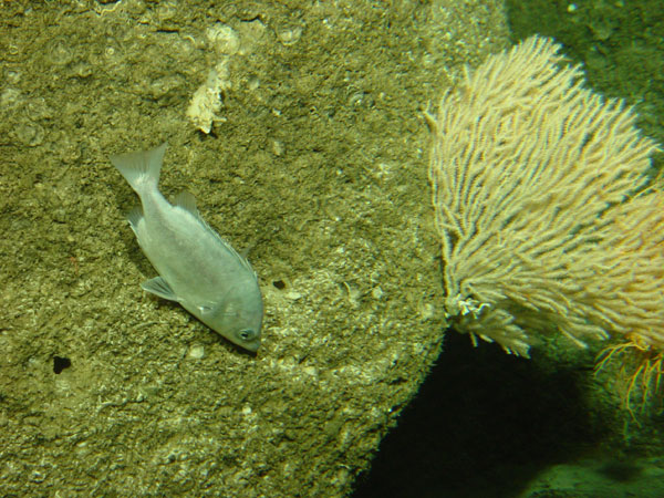 An Armorhead (Pseudopentaceros wheeleri)