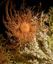 The Coral trees are used as a habitat by a basket star.