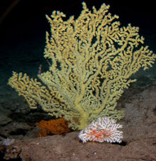 A gold coral tree with a small pink coral in the foreground.