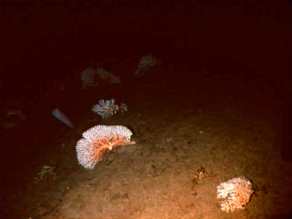 Pink (background) and red (foreground) corals.