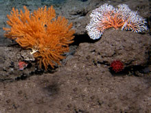 A pink coral (right), a bamboo coral (left), a red coral (under ledge on left) and an Anthomastus (red ball).