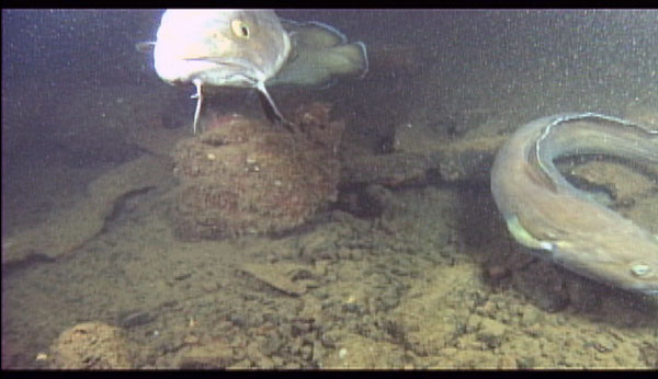 Cusk swim near a shipwreck