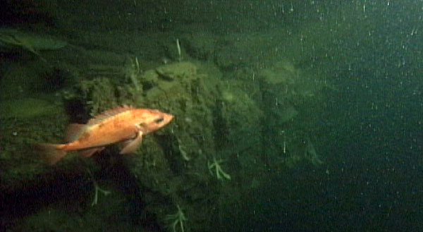Acadian redfish near mystery wreck