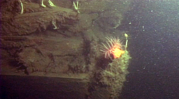 Anemone on the ship's bow