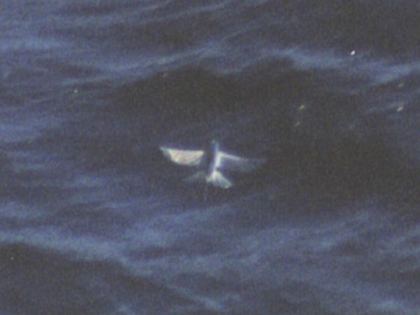 Flying fish