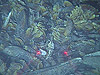 Bed of adult and juvenile mussels