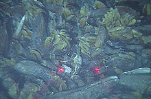 Bed of adult and juvenile mussels Bed of adult and juvenile mussels