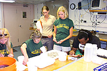 dissecting vesicomyid clams