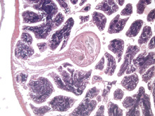 Male vesicomyid digestive tract surrounded by gonad.