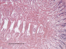 Muscle in a vesicomyid foot. Scale bar=300 microns.  