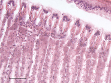 Epithelium of vesicomyid clam gill covered with cilia.