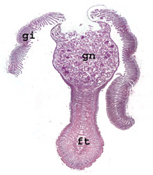 Cross-section through a female vesicomyid clam