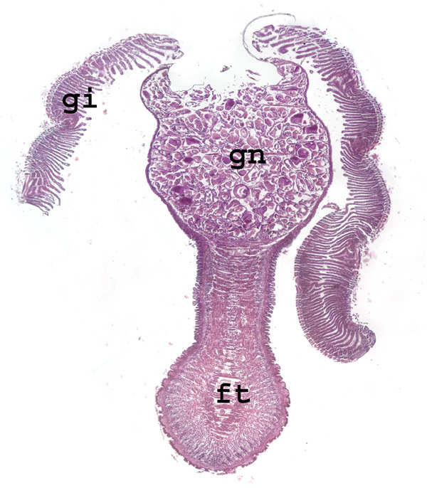 Cross-section through a female vesicomyid clam. 