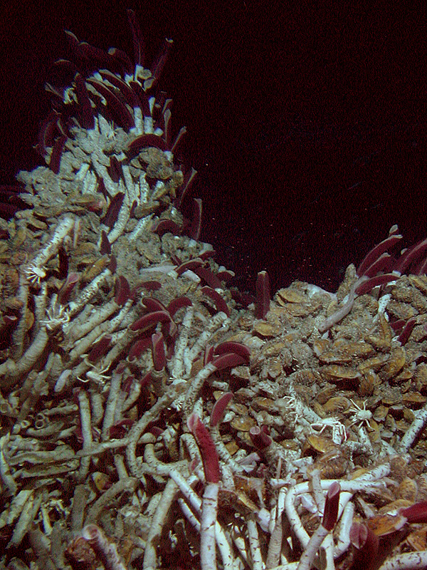 Riftia tubeworms, mussels, and scavenging crabs at a hydrothermal vent.