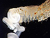 Chaetopterid polychaete removed from parchment-like tube.