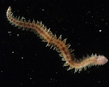 Live nautiliniellid worm.