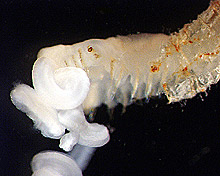 Chaetopterid polychaete removed from parchment-like tube.