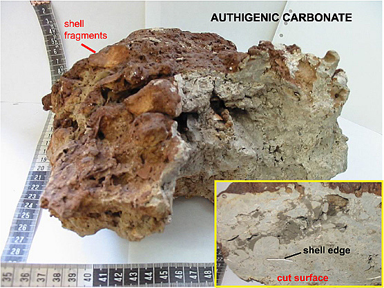 Authigenic carbonate rock collected on the Blake Ridge Diapir.