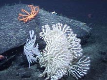 Deep sea Primnoid and Paragorgid corals from Derickson Seamount.