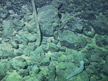 Strange transparent sea cucumber on Denson Seamount.
