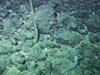 Strange transparent sea cucumber on Denson Seamount.