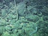 Strange transparent sea cucumber on Denson Seamount.