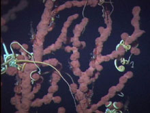 Many different creatures use deep-sea corals as habitat.