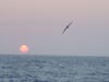A black legged albatross flyies close to the ster of the Atlantis at sunset.