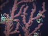 Many different creatures use deep-sea corals as habitat.
