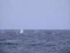 A variety of whales, including finback, humpback and sperm whales, accompany us daily.