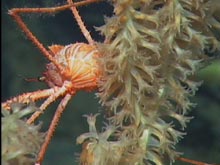 A Galatheid crab, or pinch bug, on a bamboo coral.