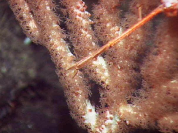 A zoomed-in view of Paragorgia with polyps extended.