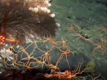 Alvin peeks around a Primnoid coral to see a large aggregation of brittle stars.