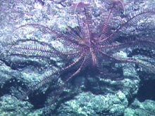 Crinoids, or sea lilies, are common inhabitants of seamounts.