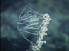 A sea spider or pycnogonid feeding on the body fluids of a coral.