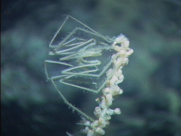 A sea spider or pycnogonid feeding on the body fluids of a coral