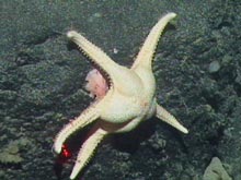 A sea star feeding on coral.