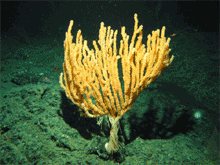 View a slide show of a new species of live bamboo coral, Isidella tentaculum found of the Giacomini Seamount. 