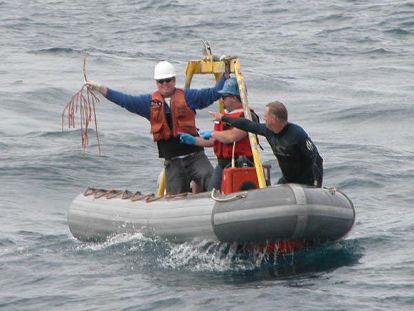 A fragile live specimen retrieved from the Alvin right after it surfaced.