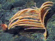 Antipatharians corals are often referred to as black corals for their dark black skeletons.