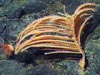 Antipatharians corals are often referred to as black corals for their dark black skeletons.