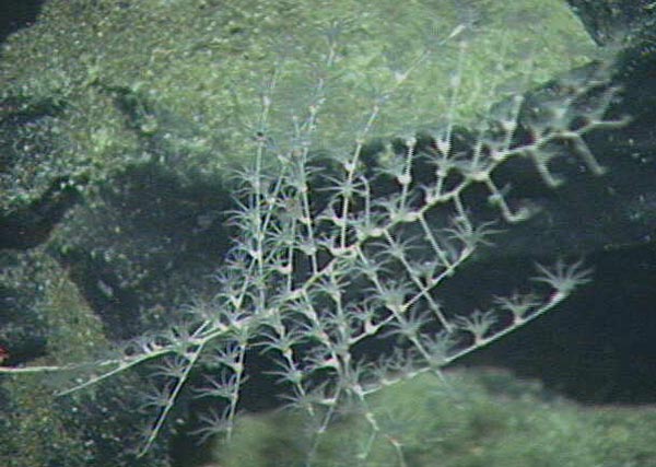 The delicate coral in this image is in the Family Chrysogorgiidae.