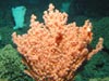 We found a number of coral species in the family Paragorgiidae.  These coral are often referred to as Bubblegum corals.