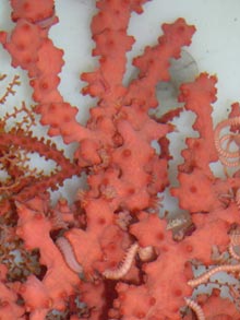 A bubblegum coral is occupied by a number of basket stars (Asteronyx sp.)